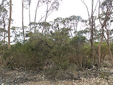 Melaleuca thyoides (habit)