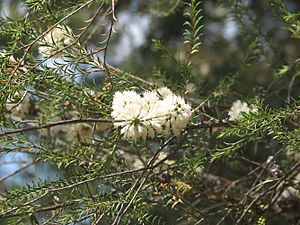 Melaleuca viminea.jpg