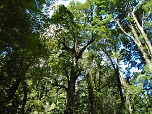 Melba Gully State Park.jpg