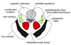 Midbrainsuperiorcolliculus