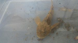 Mottled Sculpin 1.jpg