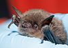 Myotis yumanensis (Yuma myotis) (11362476624).jpg