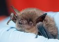 Myotis yumanensis (Yuma myotis) (11362476624).jpg