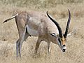 Ngorongoro Grant-Gazelle.jpg