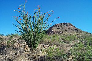 Ocotillo