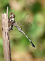 Orthetrum sabina feeding on Udaspes folus