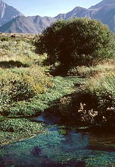 Owens Tui Chub habitat