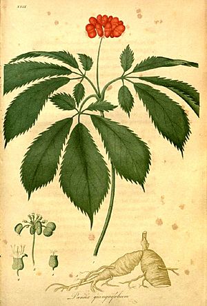 Panax quinquefolius00.jpg