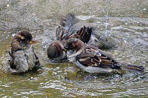 Passer domesticus -England -bathing-8