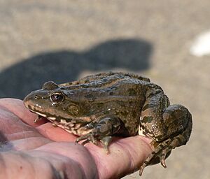 PelophylaxRidibundusSpottedAdult