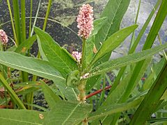 Persicaria amphibia-stipulacea terrestrial