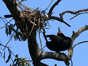 Phalacrocorax auritus displays