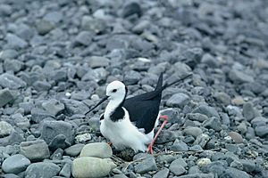 Pied Stilt on nest