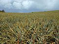 Pineapple.plantation