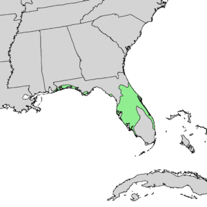 Pinus clausa range map 1.png