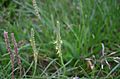 Plantago-maritima-flowers