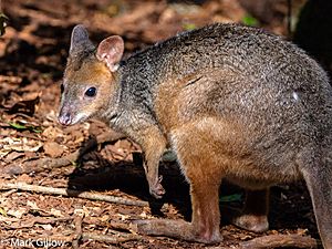 Red-legged Pademelon.jpg