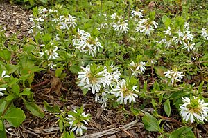 Scaevola gracilis kz1.jpg