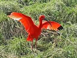 Scarlet Ibis SMTC