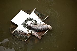 Seal St. Saviour's Dock London