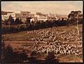 Sheep near Parliament House, 1940s