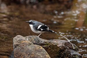 Slaty-backed Forktail cropped.jpg