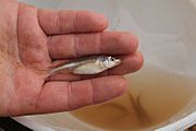 Smalleye shiner (Notropis buccula) (7417357986)