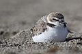 Snowy Plover in Pacifica, California