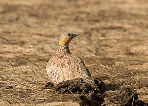 Spotted Sandgrouse in kutch (cropped).jpg