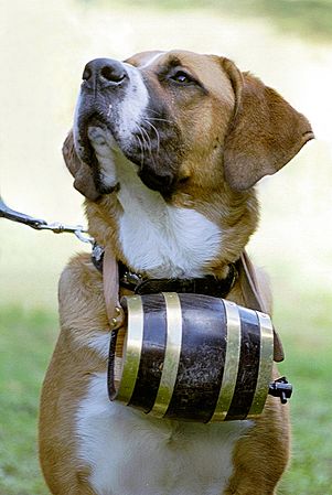 St Bernard with barrel alt