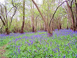 Swithland woods 2006-05-02 036web2