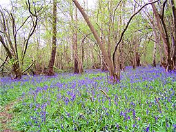 Swithland woods 2006-05-02 036web2