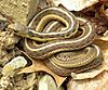 Thamnophis sirtalis sirtalis Wooster.jpg