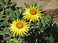 Xerochrysum bracteatum 'Dargan Hill Monarch'