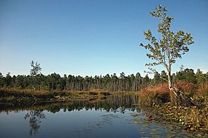 A300, Mullica River, Pinelands National Reserve, New Jersey, USA, 2010