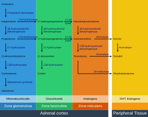 Adrenal Steroids Pathways