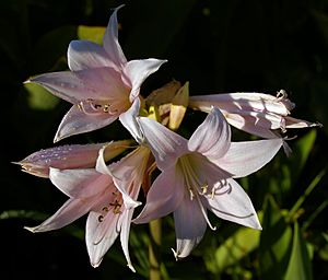 Amaryllis belladonna flowers