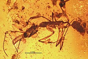 Anochetus intermedius BMNHP-II33 01