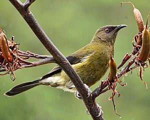 Anthornis melanura -New Zealand-8.jpg