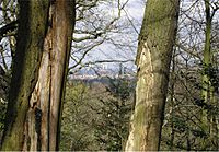 Battersea Power Station seen from Dulwich Wood in the early spring.jpg