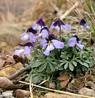 Bird's Foot Violet (Viola pedata)