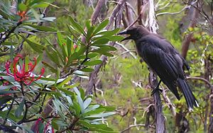 Black Currawong, Cradle Mountain