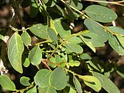 Breynia oblongifolia blossoms and foliage