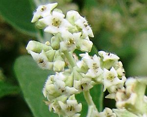 Buddleja cordata flowers.jpg