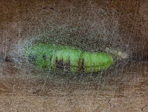 Cabbage looper in cocoon