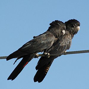 Calyptorhynchus banksii (pair)-8-2cp