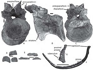 Camarillasaurus.jpg