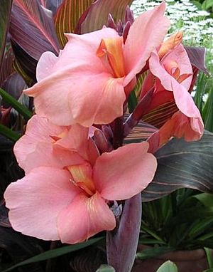 Canna Alberich 20030824 014