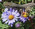 Cape Skink Flowers