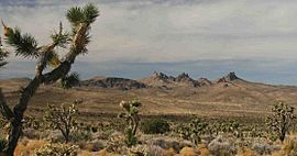 Castle Mountains and Joshua Trees.jpg